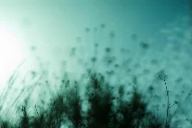 Free Photo close-up of silhouette plants