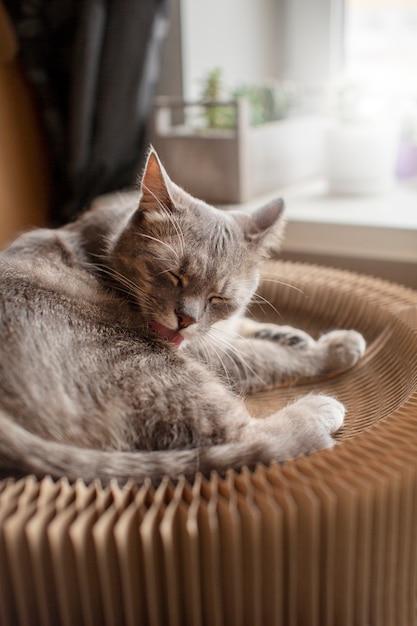 Close up on sleepy beautiful cat