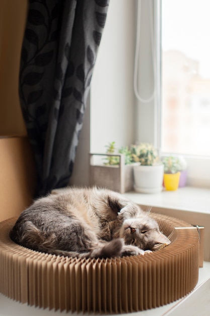 Free Photo close up on sleepy beautiful cat