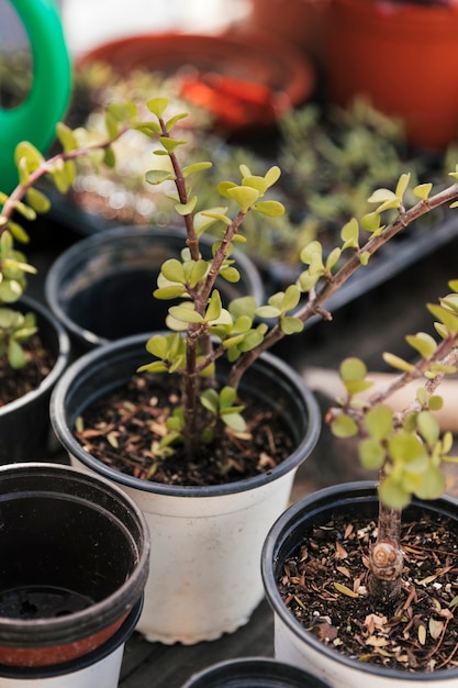 Free photo close-up of small plant in the white pot