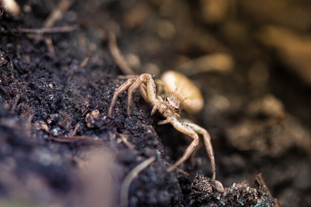 Close up of small spider in the garden