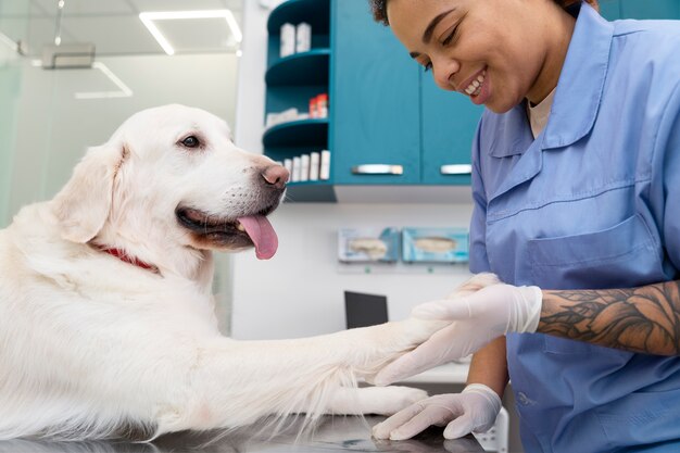 Close up smiley doctor checking dog