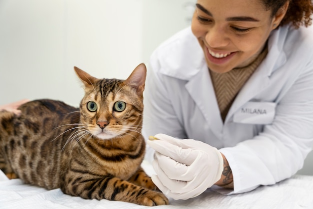 Close up smiley doctor with cute cat