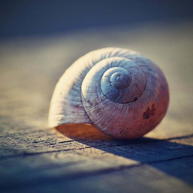 Free photo close-up of snail shell on a plank