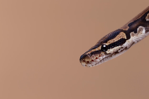 Free photo close up on snake pet