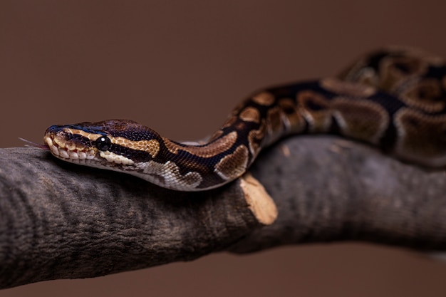 Free photo close up on snake pet