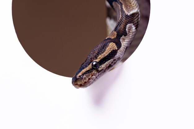 Close up on snake pet