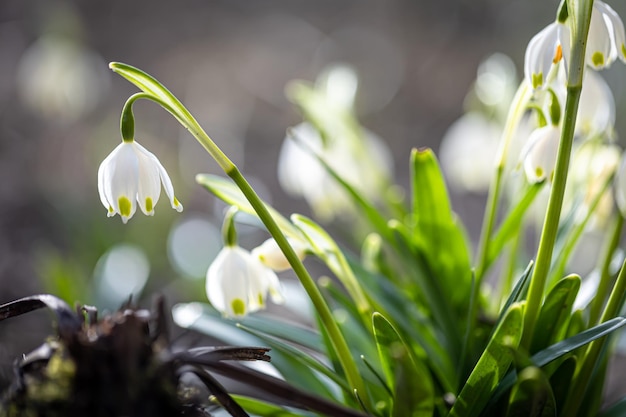 Close up snowdrops in the ground macro photography