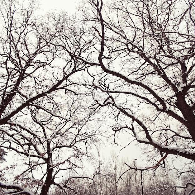 Free photo close-up of snowy trees without leaves