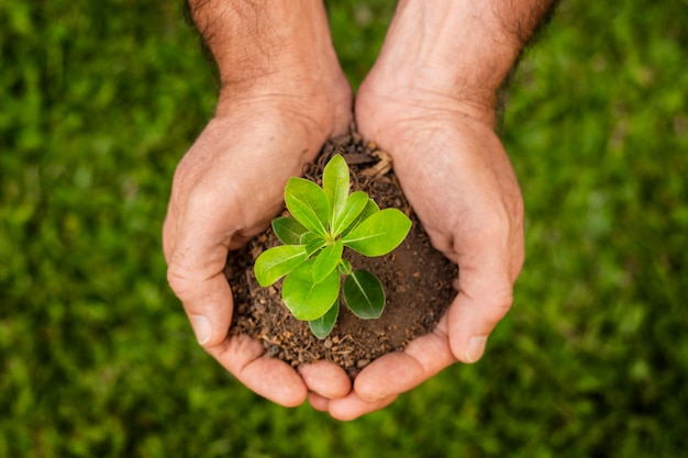 Free photo close up soil sprout