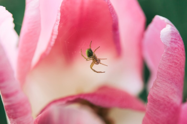 Close-up of a spider on nest with pink tulip flower