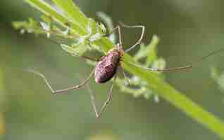 Free photo close up of spider on a plant