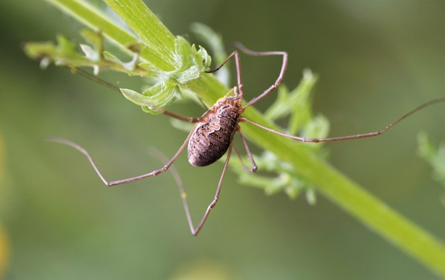 Close up of spider on a plant