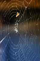 Free photo a close up of a spider web