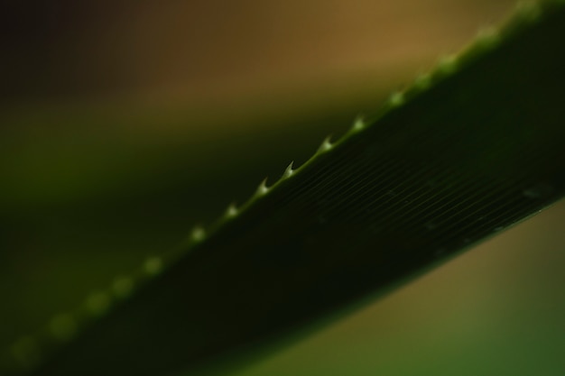 Free photo close-up spiky leaf