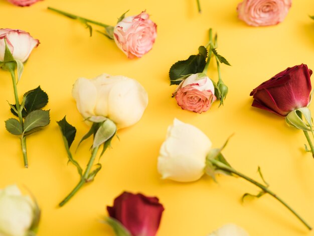 Close up of spring roses