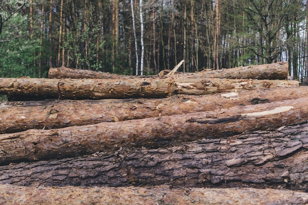 Free photo close-up of stacked logs