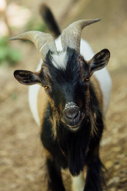 Close-up standing farm goat in stable