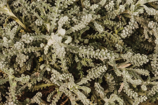 Free photo close-up of stunning plant leaves