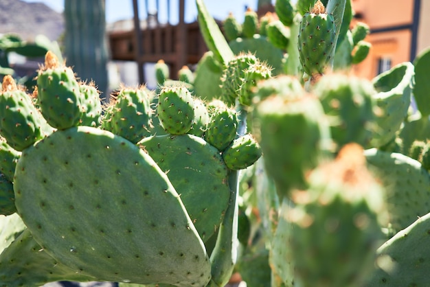 Free Photo close up of succulent green cactus at botanical garden