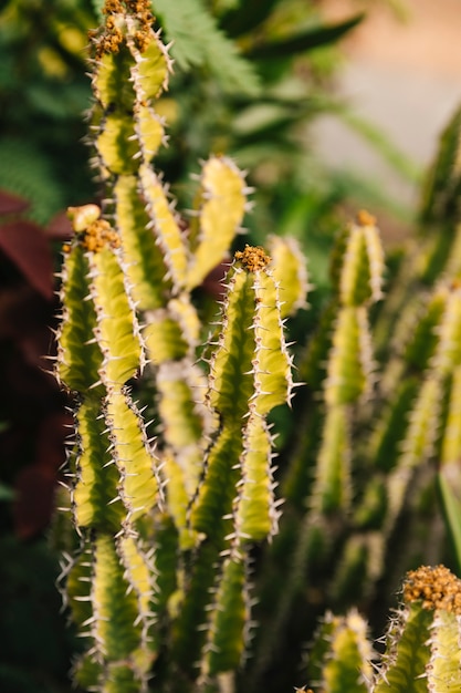 Free Photo close-up of succulent plant with thorns