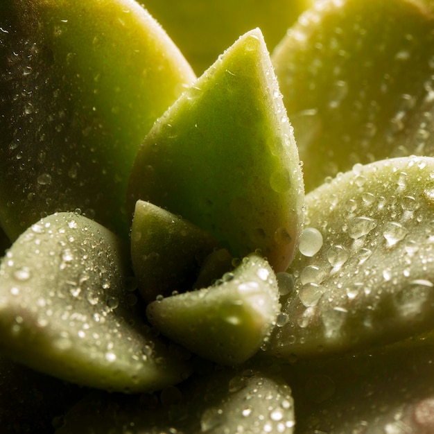 Free photo close-up succulent plant with water droplets