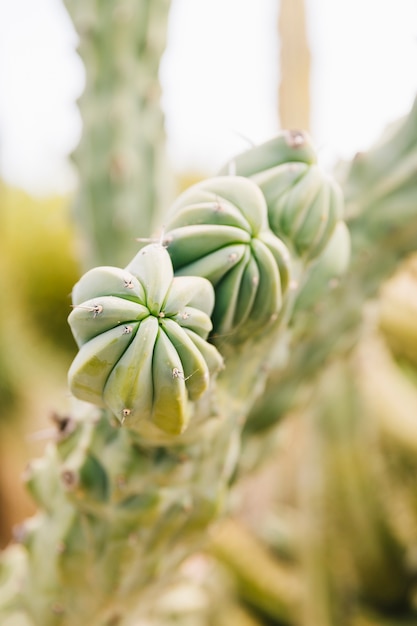 Free Photo close-up of a succulent plant