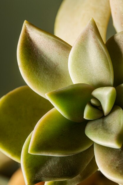 Close-up succulent plant