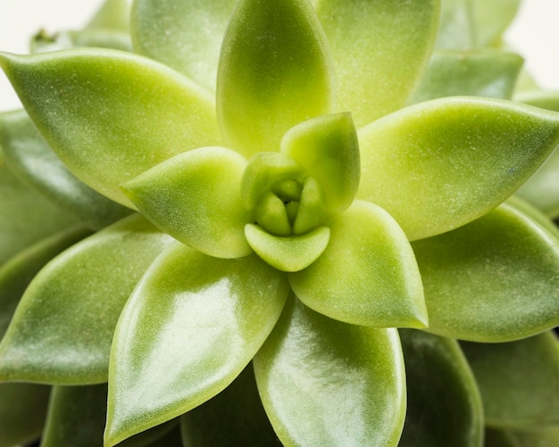 Free photo close-up of succulent plant