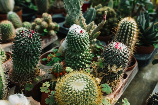 Close-up of succulent plants growing in greenhouse