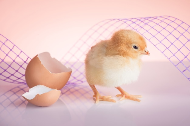 Close up of sweet newborn small chicken