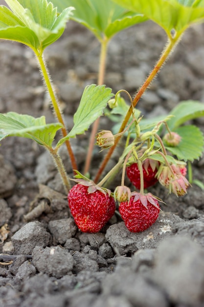 Free Photo close-up sweet strawberries ready to be collected