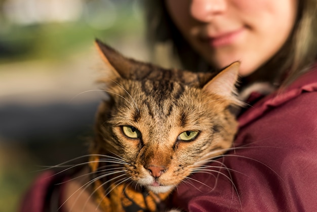 Free photo close-up of tabby cat