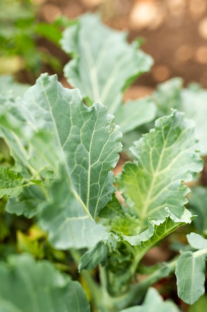 Free photo close-up tasty garden grown salad