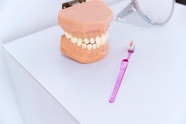 Free photo close-up of teeth model and toothbrush on table