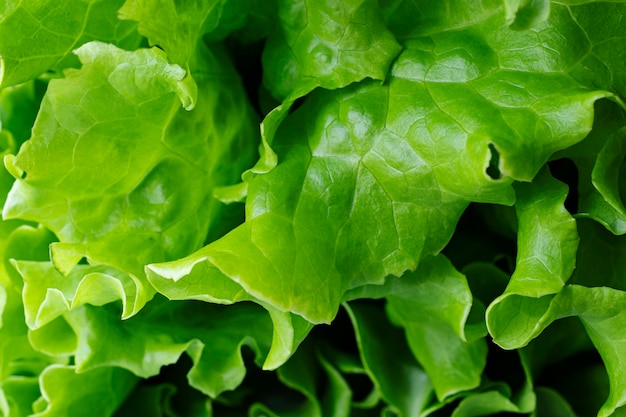 Free photo close-up texture of salad