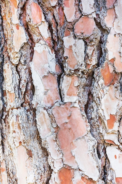 Close-up texture of tree bark