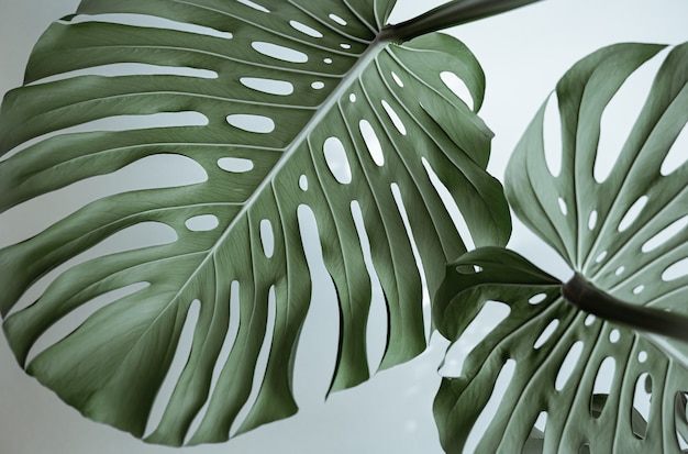 Free photo close-up of textured beautiful natural monstera leaves.