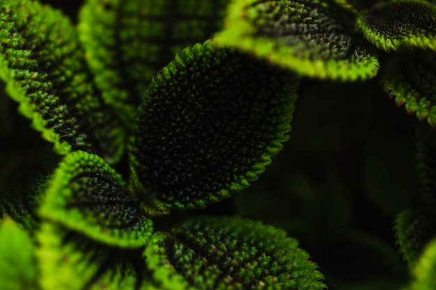 Close-up textured leaves