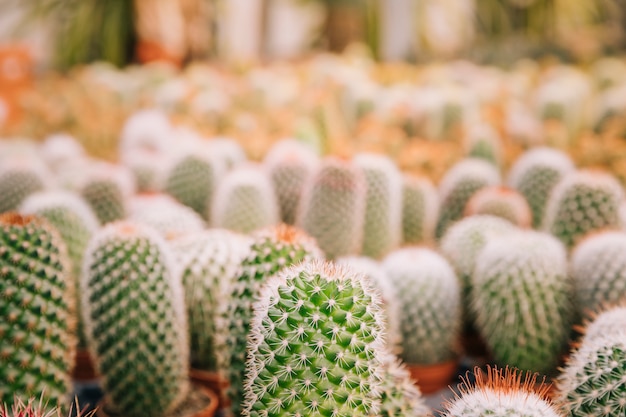 Free Photo close-up thorns of cactus