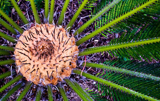 Close up of a thorny plant