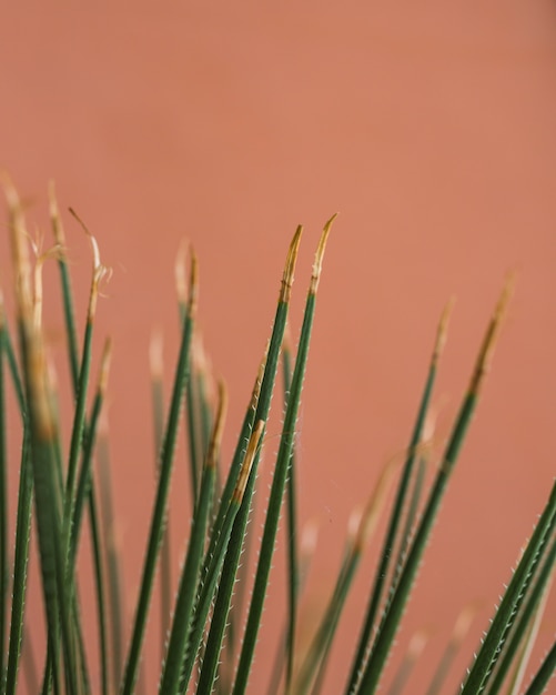 Free photo close-up of thorny spikes at the corners of the leaves