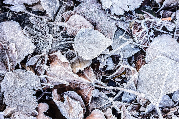 Close up top view of fallen autumn leaves covered with ice crystals