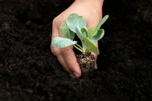 Free Photo close up on transplanting process of plants