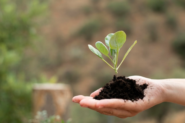 Free photo close up on transplanting process of plants