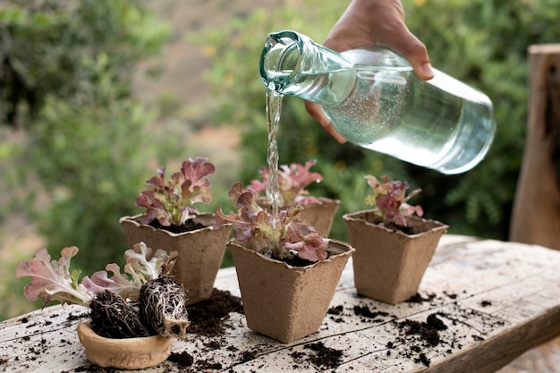 Close up on transplanting process of plants