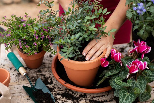 Close up on transplanting process of plants