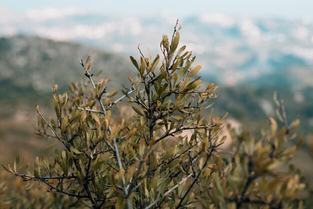 Close-up of tree branch with green leaves