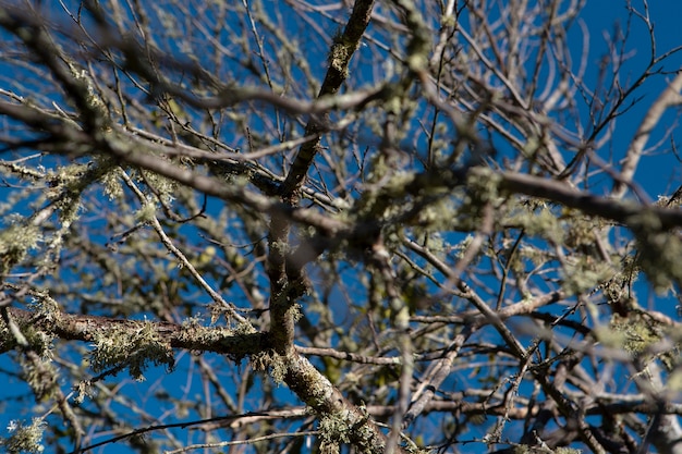 Close up tree branches