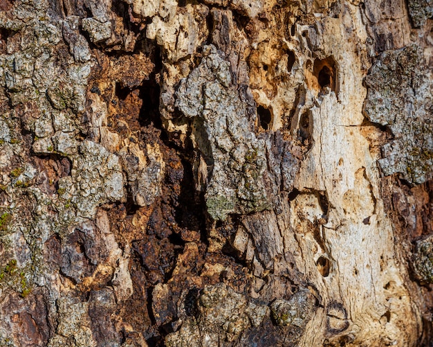 Close up tree texture